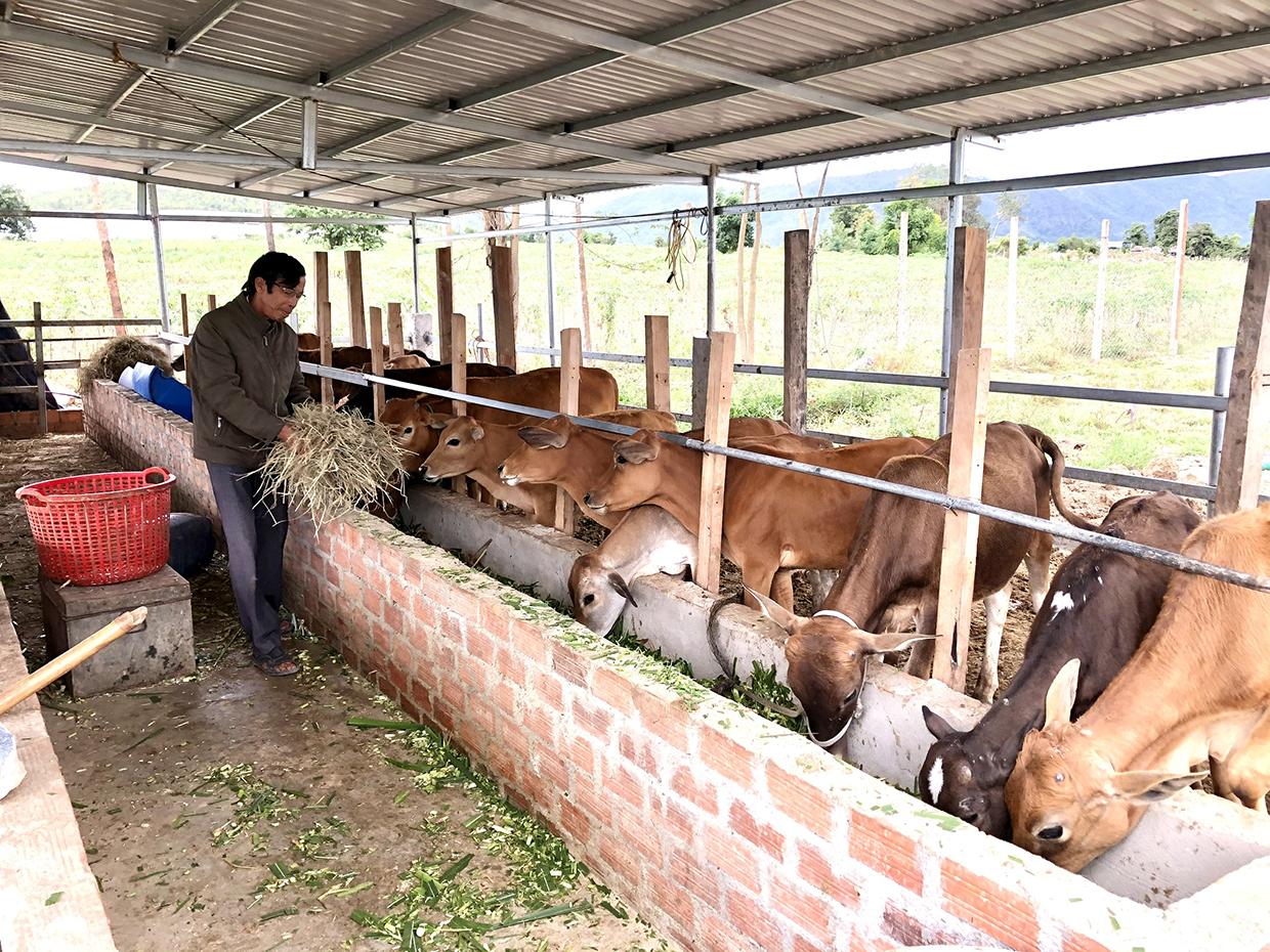 Mô hình chăn nuôi bò vỗ béo trên địa bàn huyện Krông Pa. Ảnh: Lê Nam