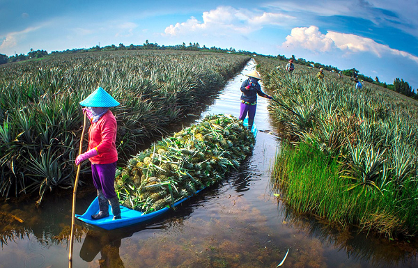 Các ngành chức năng đã và đang triển khai nhiều biện pháp để không làm gián đoạn nguồn cung nông sản của khu vực Tây Nam Bộ trong thời điểm ảnh hưởng bởi dịch Covid-19.