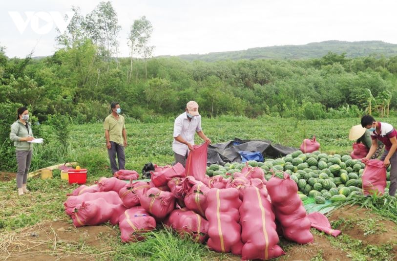 Hội Nông dân huyện Tuy An, tỉnh Phú Yên giúp nông dân tiêu thụ dưa hấu.