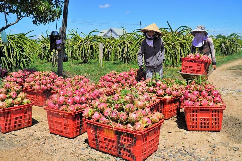 Xuất khẩu thanh long sang thị trường Ấn Độ, Pakistan: Dễ mà khó