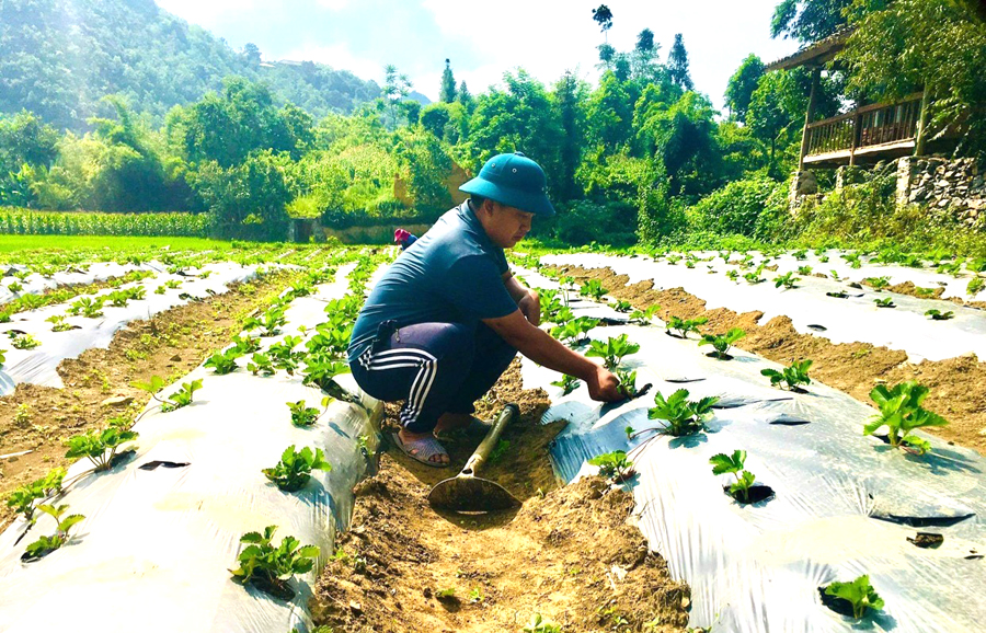 Anh Vàng Dỉ Phò, thôn Lô Lô Chải chăm sóc vườn Dâu tây.