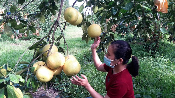 Bưởi Phúc Trạch ở Hương Khê (Hà Tĩnh) sắp được thu hoạch.