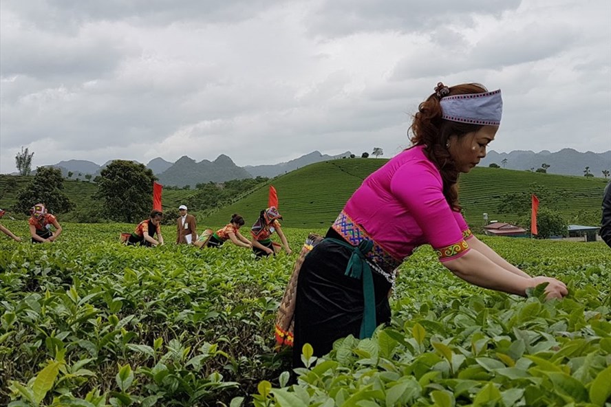 Cần đẩy mạnh chất lượng và canh về giá để nông sản Việt Nam xuất khẩu sang Hà Lan tăng mạnh hơn. Ảnh: Vũ Long