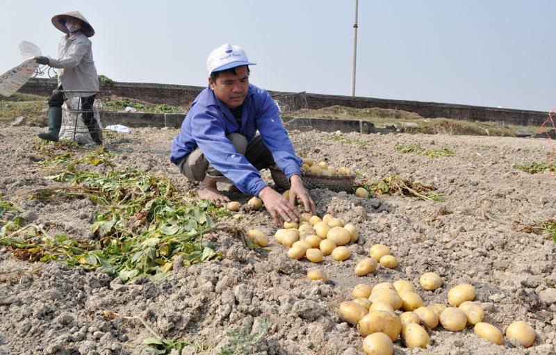 Khoai tây Quế Võ có thêm nhiều cơ hội quảng bá sản phẩm sau khi được cấp chứng nhận Nhãn hiệu tập thể.