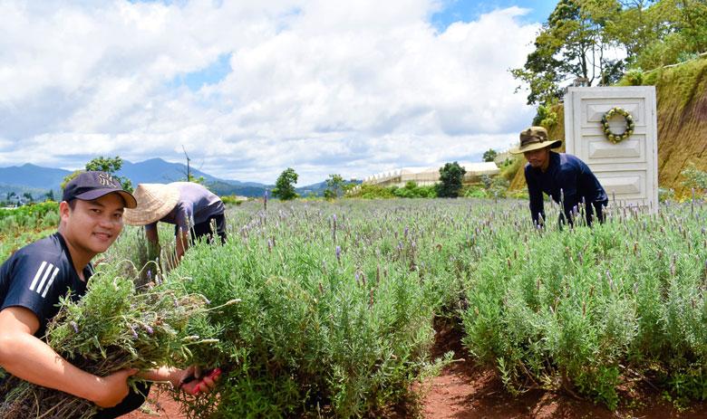 Thu hoạch nguyên liệu cây, hoa Lavender đưa vào chiết xuất hàng năm từ tháng 4 đến tháng 8 tại Trang trại Pibo Lavender ở làng hoa Vạn Thành Đà Lạt