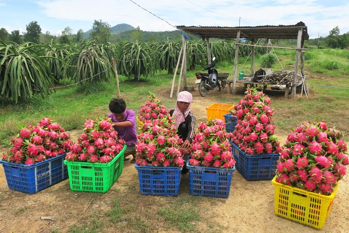 Chị Lê Thị Điệp (huyện Hàm Thuận Nam, Bình Thuận) cùng con trai thu hoạch thanh long. Ảnh:Việt Quốc.