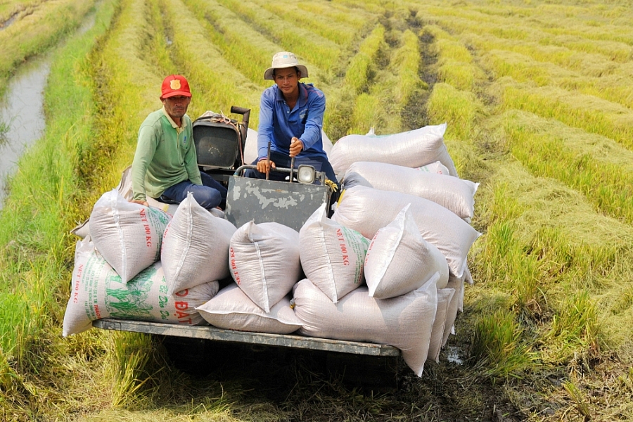 Tăng khả năng tiếp cận vốn cho doanh nghiệp lúa gạo