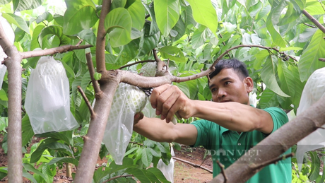 Thời điểm này, gia đình anh Sao đang bước vào vụ thu hoạch na Thái. Ảnh: Tuệ Linh.