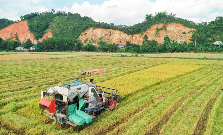 Thu hoạch lúa bằng máy ở Cát Tiên