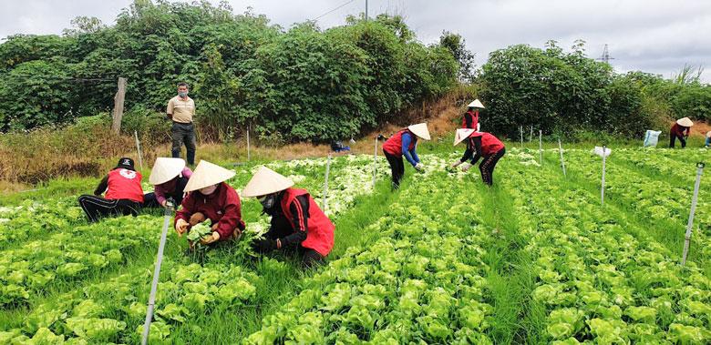 Tình nguyện viên áo đỏ ở Đức Trọng đã và đang hỗ trợ người dân khó khăn vì dịch COVID-19 bằng những việc làm thiết thực