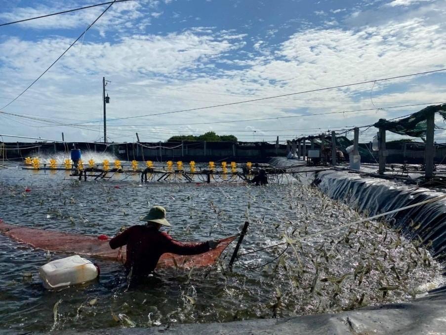 Hiện nay, tại huyện Thạnh Phú (Bến Tre) còn khoảng 500 tấn sò huyết chưa tiêu thụ được, giá tôm càng xanh giảm mạnh, còn giá tôm thẻ chân trắng giảm khoảng 30% so với thời điểm trước dịch. Ảnh: Hội Nông dân tỉnh Bến Tre.