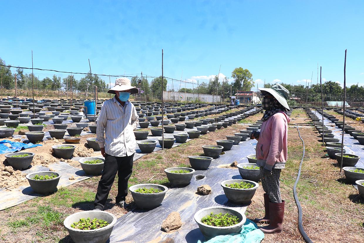 Hội viên Nông hội hoa, cây cảnh An Khê (thị xã An Khê) trao đổi kinh nghiệm trồng, chăm sóc hoa. Ảnh: Ngọc Minh