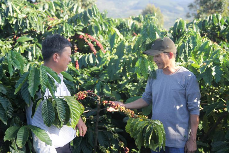 Sản xuất theo tiêu chuẩn VietGAP giúp nông sản của nông dân có đầu ra ổn định hơn. (Ảnh chụp trước 27/4/2021)