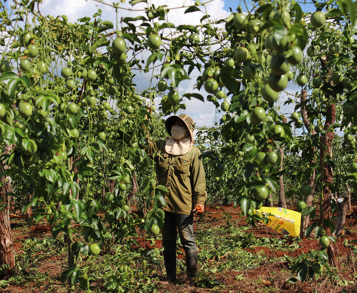 Nông dân huyện Mang Yang thu hoạch chanh dây. Ảnh: Nguyễn Diệp