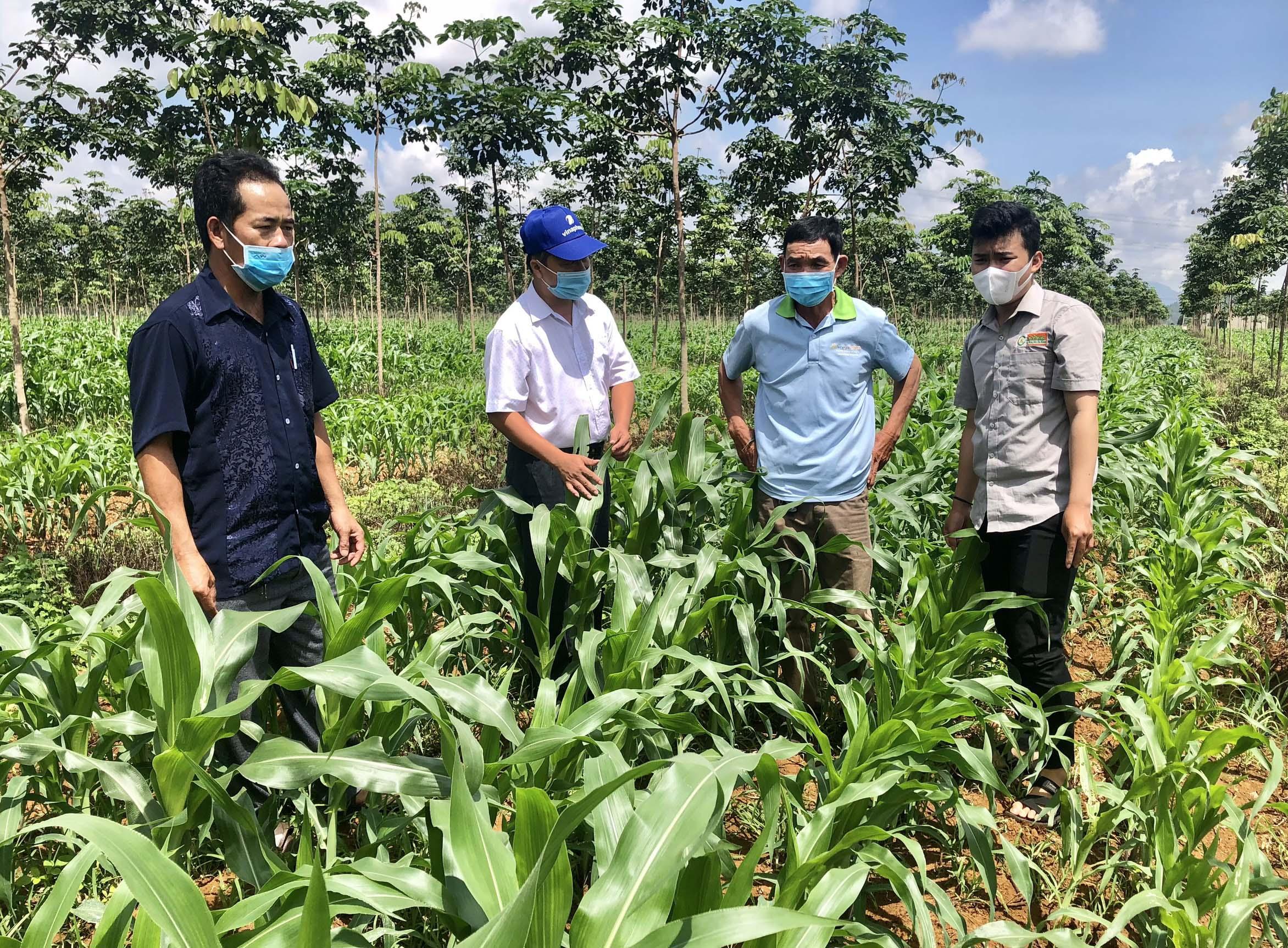 Ông Nguyễn Thế Minh (bìa phải)-Giám đốc Hợp tác xã dịch vụ nông nghiệp Nghĩa Hòa (huyện Chư Păh) giới thiệu mô hình trồng bắp sinh khối liên kết với Tập đoàn Lộc Trời. Ảnh: Lê Nam