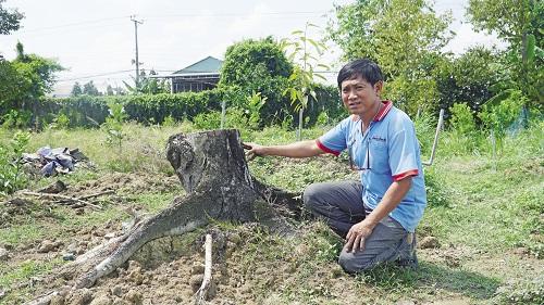 Anh Phạm Đức Vũ bên gốc cây sầu riêng buộc phải đốn hạ.