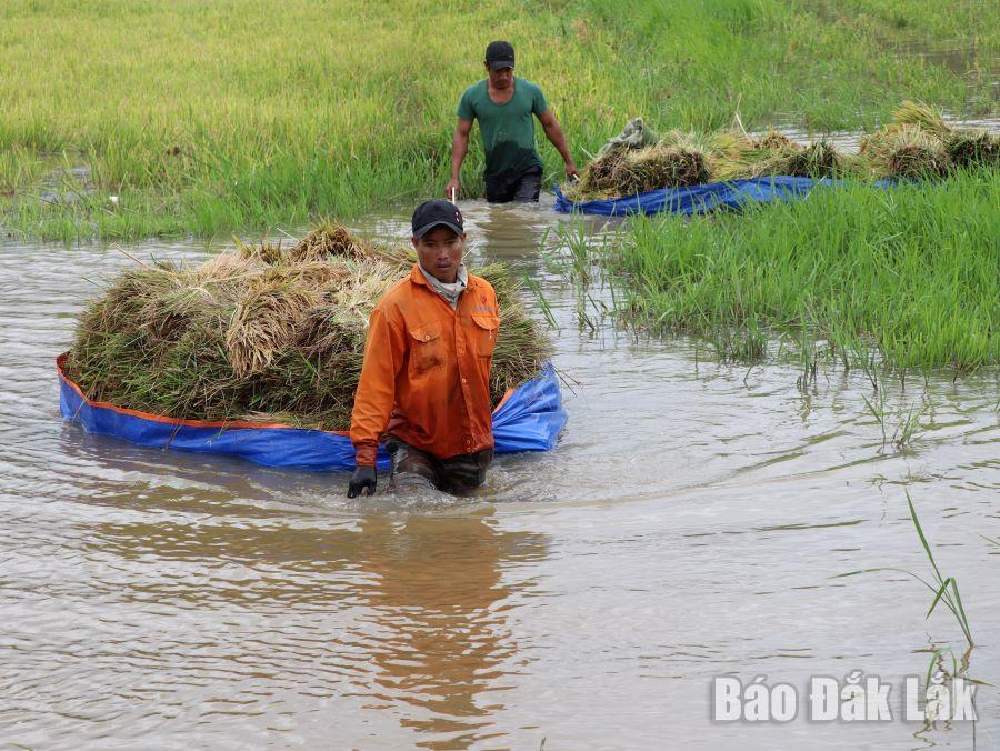 Cánh đồng buôn Bàng, xã Đắk Liêng bị ngập sâu, nhiều hộ dân phải dùng thuyền, tấm bạt để vận chuyển lúa từ ruộng lên bờ.