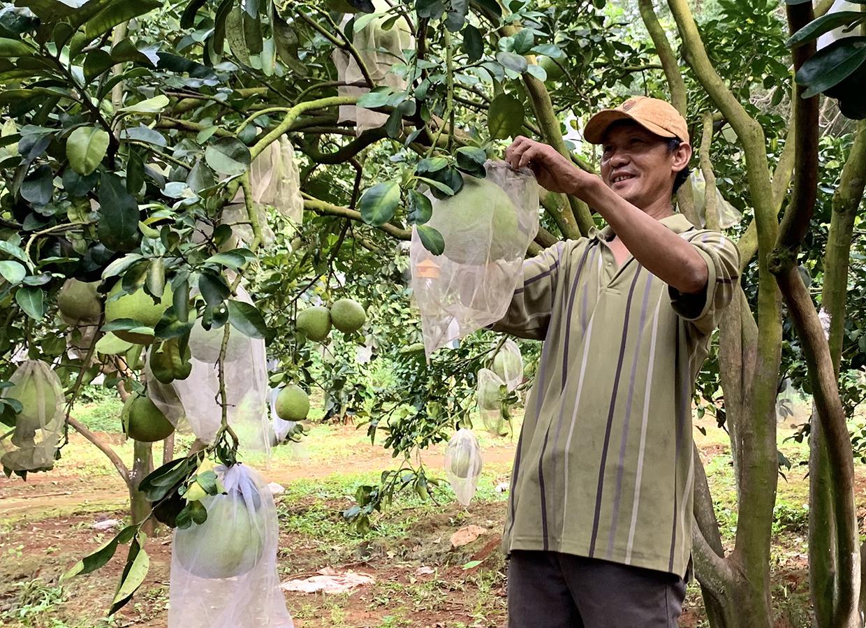 Nhiều hộ dân huyện Đức Cơ chuyển diện tích hồ tiêu bị chết sang trồng cây ăn quả. Ảnh: Hà Duy