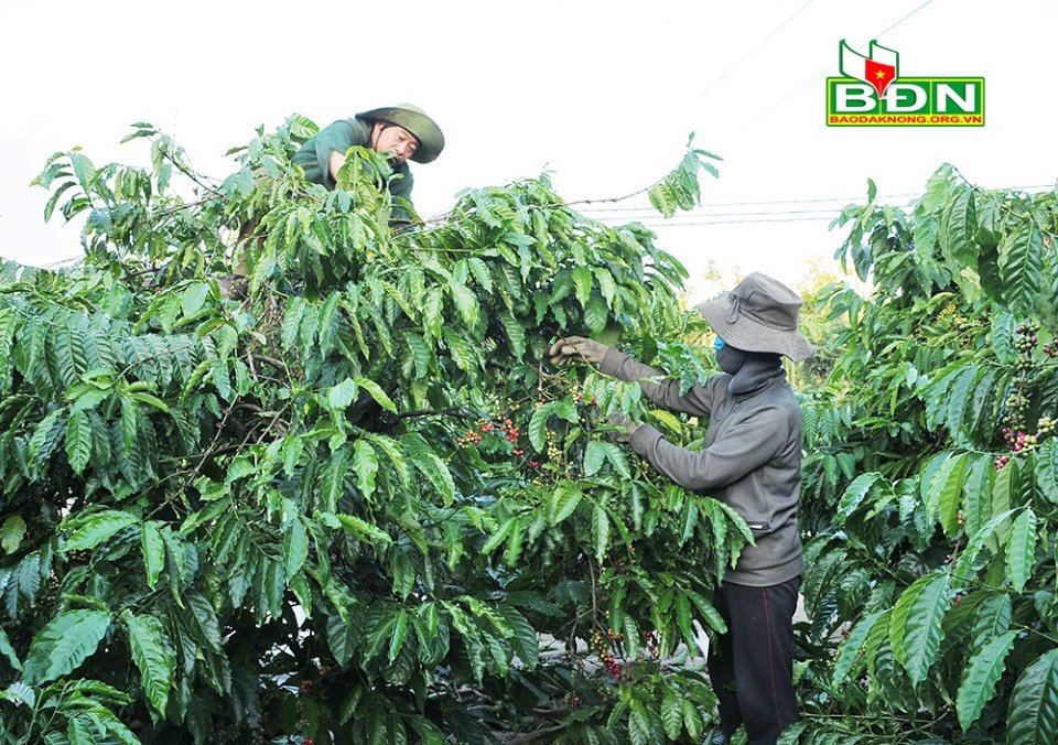 Nông dân có vai trò quan trọng trong việc xây dựng chuỗi giá trị cà phê