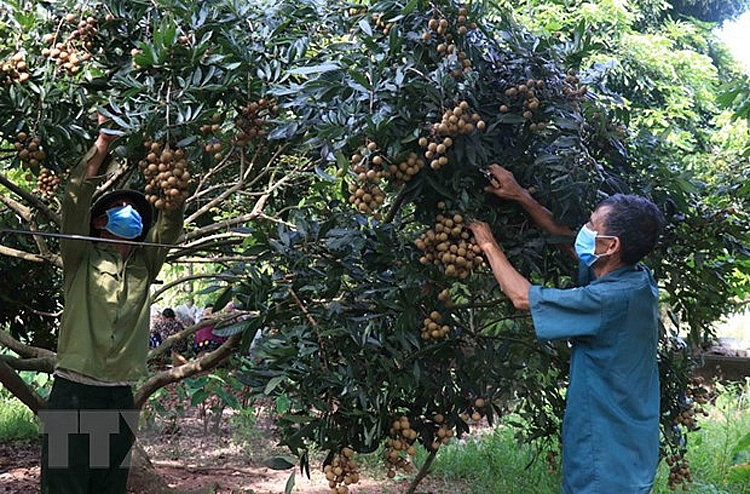 Trăn trở mùa nhãn chín: Để những mùa quả ngọt luôn được giá