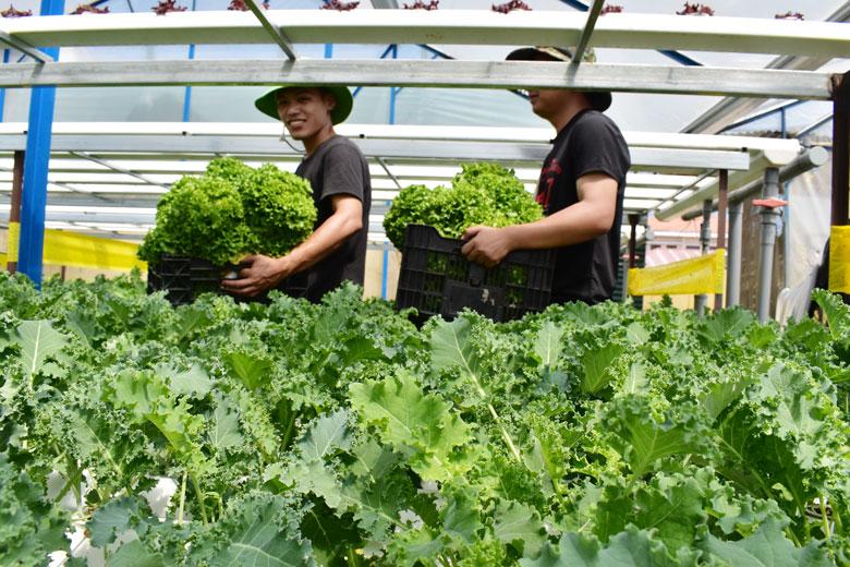 Mỗi huyện, thành phố trong tỉnh cần xây dựng 3 - 5 mô hình trang trại để nhân rộng thành lập hợp tác xã, doanh nghiệp vừa và nhỏ…