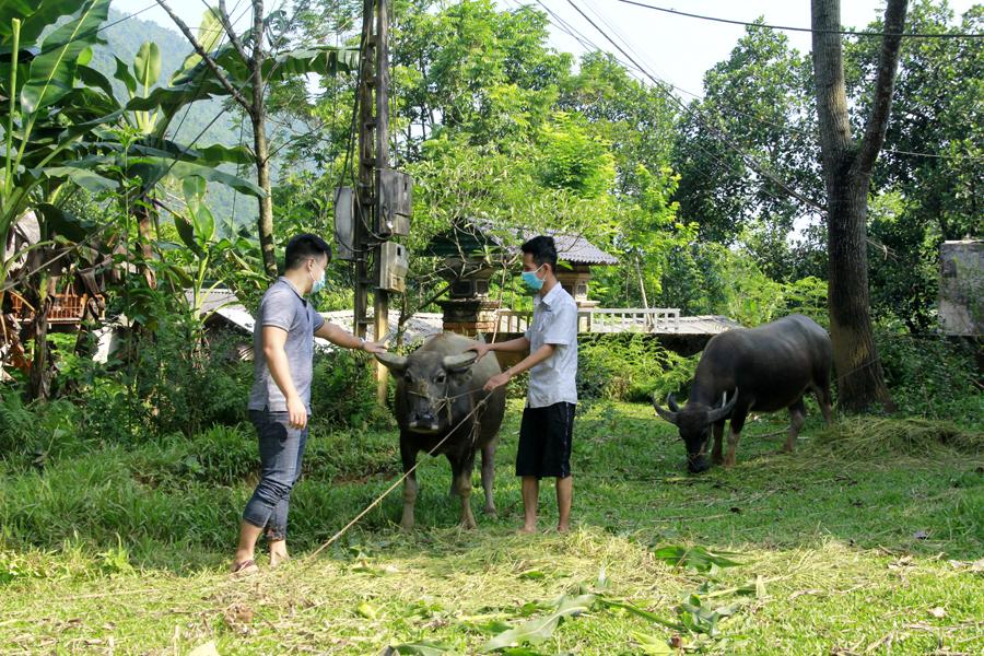 Cán bộ Agribank Vị Xuyên (trái) kiểm tra mô hình chăn nuôi của gia đình anh Nguyễn Văn Trà, Thôn Noong 1, xã Phú Linh.