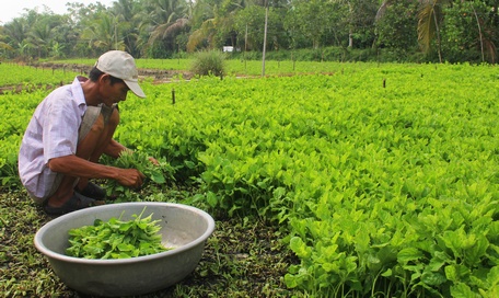 TX Bình Minh đã chủ động tích cực hỗ trợ nông dân tiêu thụ nông sản.