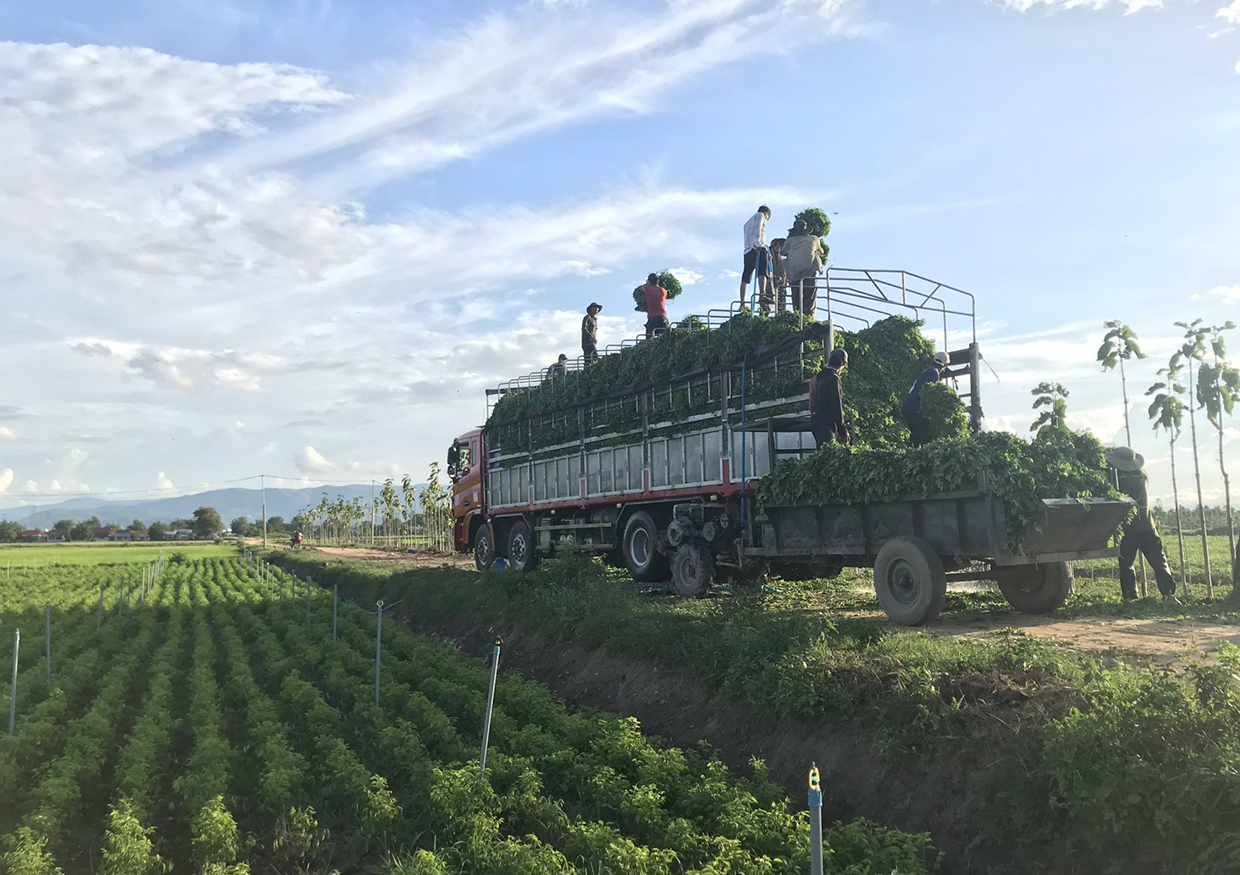 Hàng chục héc ta rau ngót ở xã Ia Trok (huyện Ia Pa) khó khăn trong tìm đầu ra do ảnh hưởng bởi dịch Covid-19. Ảnh: Phương Vi