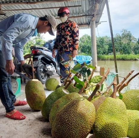 Người dân cần chuyển đổi diện tích trồng cây ăn trái phù hợp, tránh chạy theo phong trào.