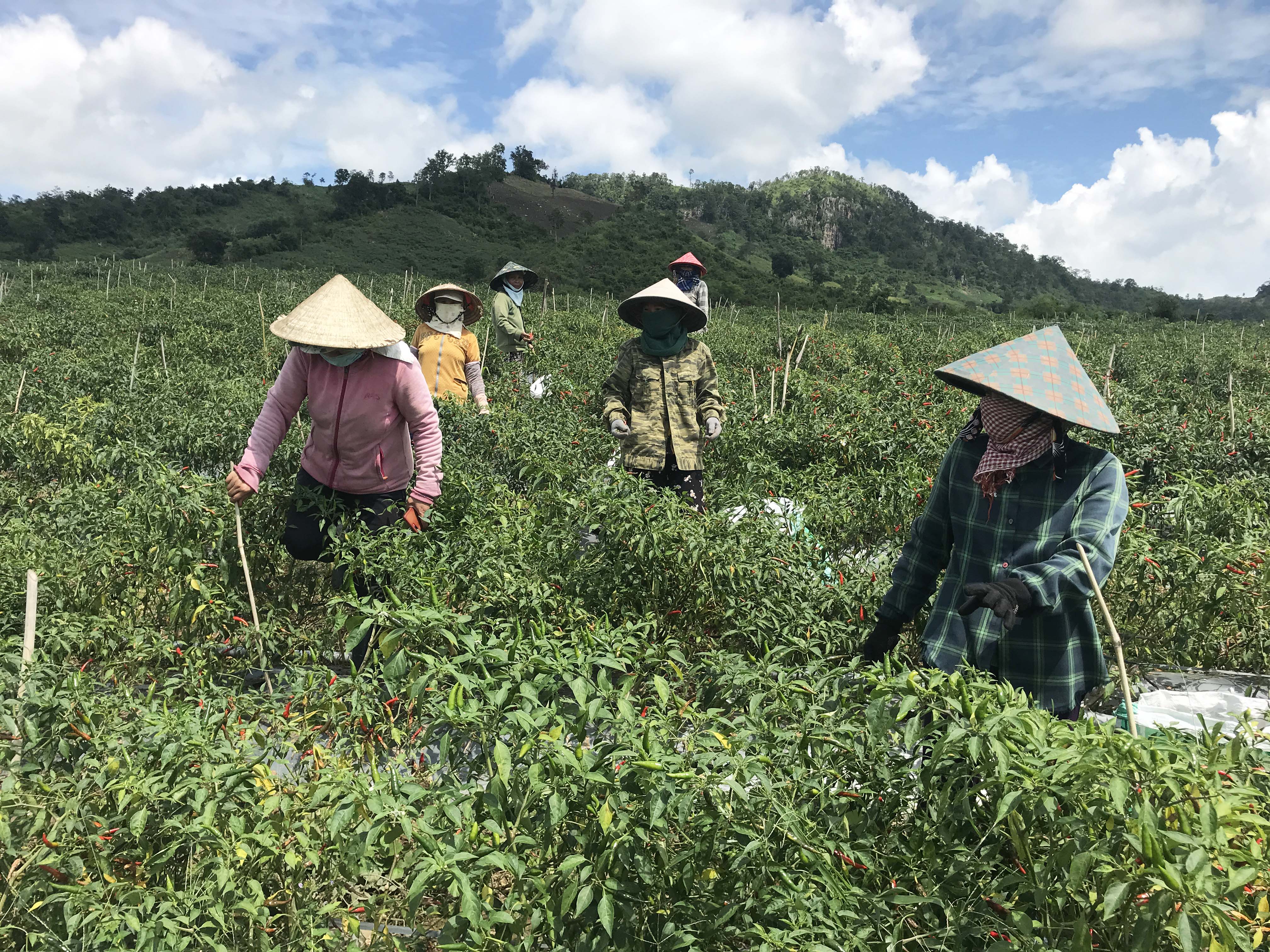 Người dân xã An Thành thu hoạch ớt. Ảnh: Nguyễn Diệp