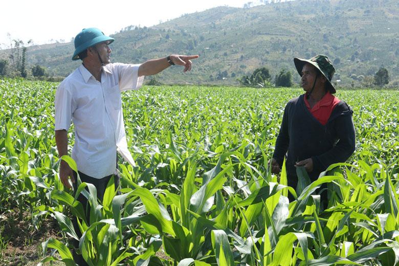 Ông K’Brel, người tiên phong trồng ngô làm nguyên liệu thức ăn cho bò sữa với Công ty Vinamilk