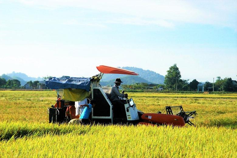 Sản xuất lúa gạo chất lượng cao là thương hiệu và thế mạnh của nông nghiệp huyện Cát Tiên