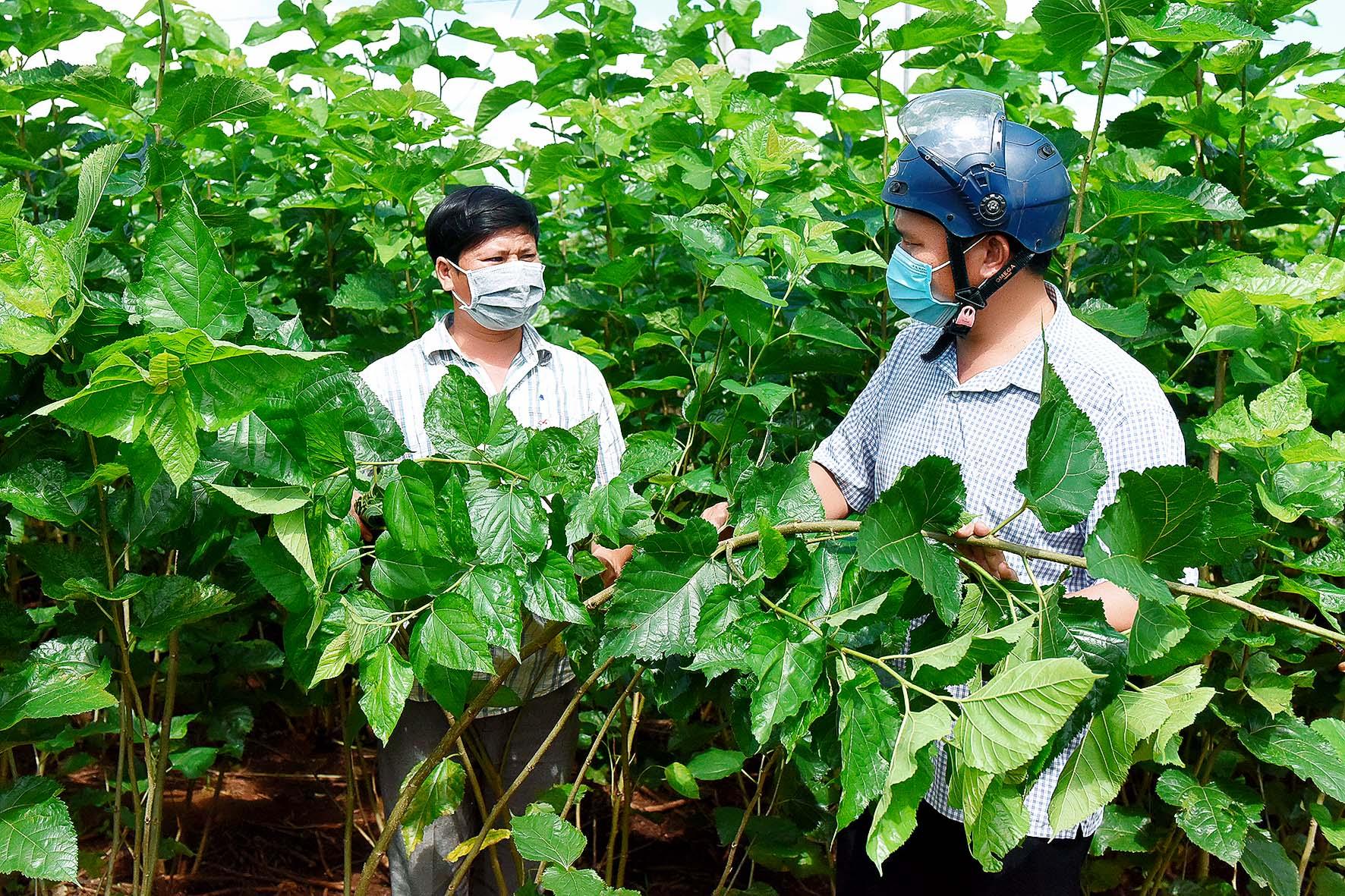 5. Từ Quỹ Hỗ trợ nông dân, anh Trần Ngọc Minh (làng O Pếch) được vay 40 triệu đồng để mua máy cắt lá dâu mở rộng quy mô sản xuất. Mô hình trồng dâu nuôi tằm mỗi tháng cho thu nhập ổn định từ 15-20 triệu đồng.