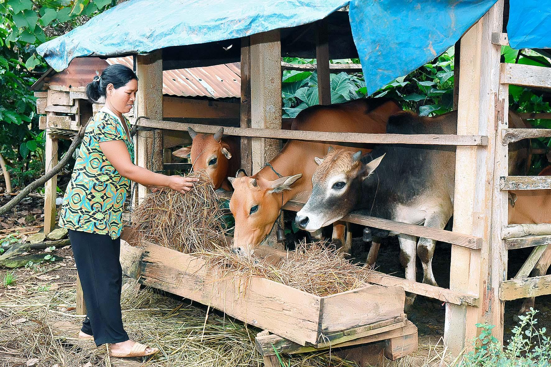 2. Chị Rơ Lan Pieng (làng Ograng) là hộ nghèo tham gia chương trình cho biết: Năm 2018 tôi được MTTQ Việt Nam huyện Ia Grai hỗ trợ 10 triệu đồng. Gia đình đã mua 1 con bò giống và sửa lại chuồng chăn nuôi. Nhờ chăm sóc tốt nên con bò giống đã sinh sản được 4 con. Ngoài ra gia đình còn chăm sóc 1,2 ha cà phê, 1 ha điều… Thu nhập bình quân mỗi năm gần 100 triệu đồng. Nhờ đó mà đầu năm 2021, gia đình đã thoát nghèo.