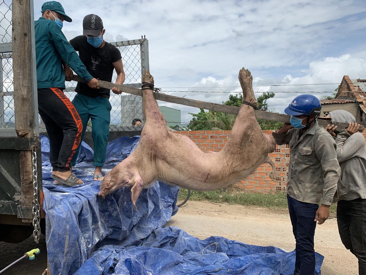 Lực lượng chức năng xã Chư Răng (huyện Ia Pa) đưa heo bị bệnh đi tiêu hủy. Ảnh: Vũ Chi