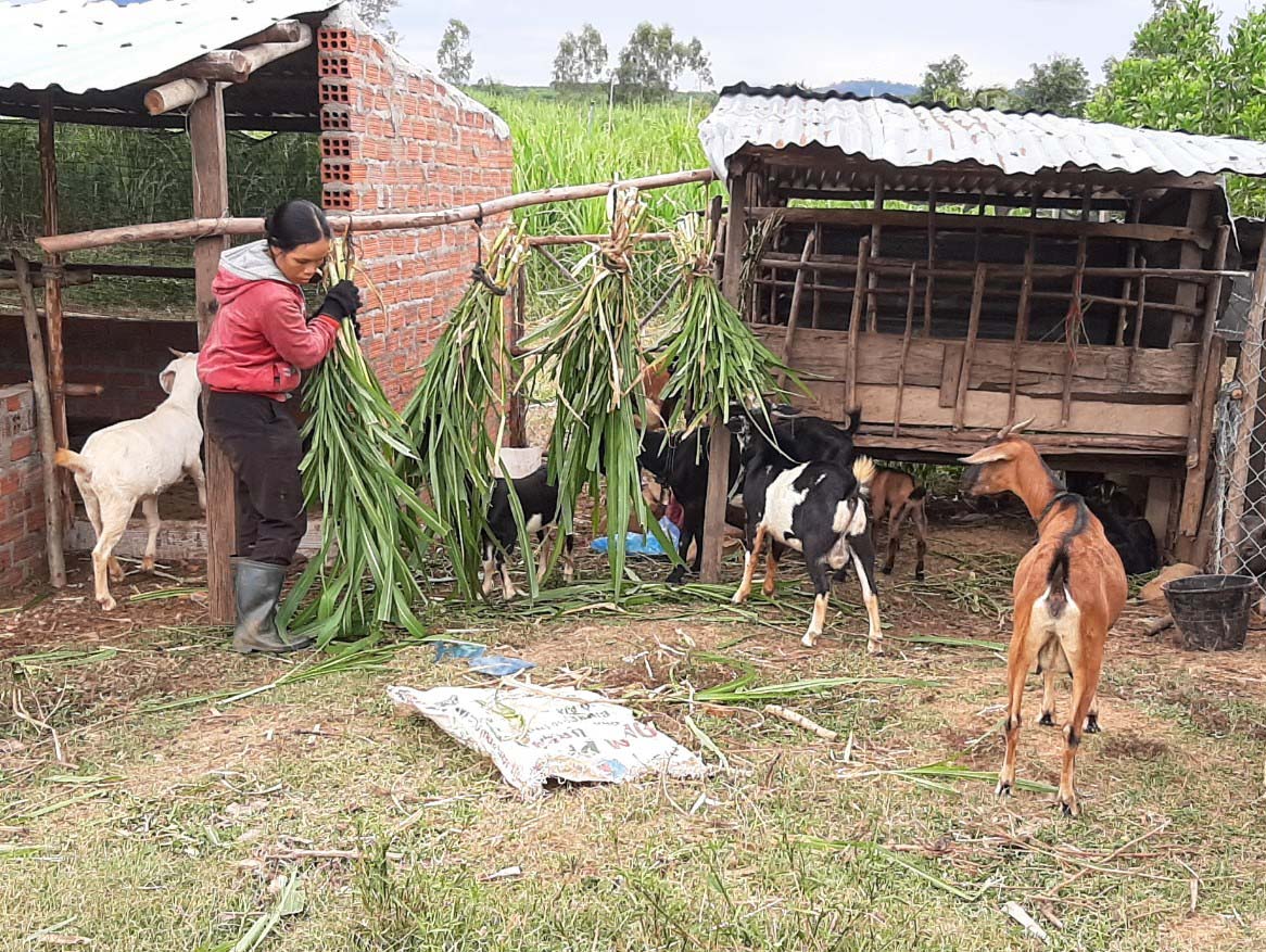 Nhờ thay đổi nếp nghĩ, cách làm, gia đình anh Đinh Lay (làng Tờ Mật, xã Đông) đã thoát nghèo. Ảnh: Lê Đại