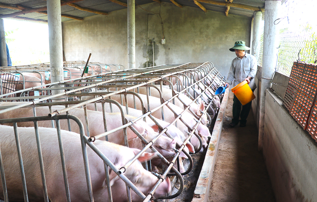 Trang trại chăn nuôi heo công nghiệp của gia đình ông Cao Khắc Tư (tổ 1, phường Tây Sơn, thị xã An Khê). Ảnh: Ngọc Minh