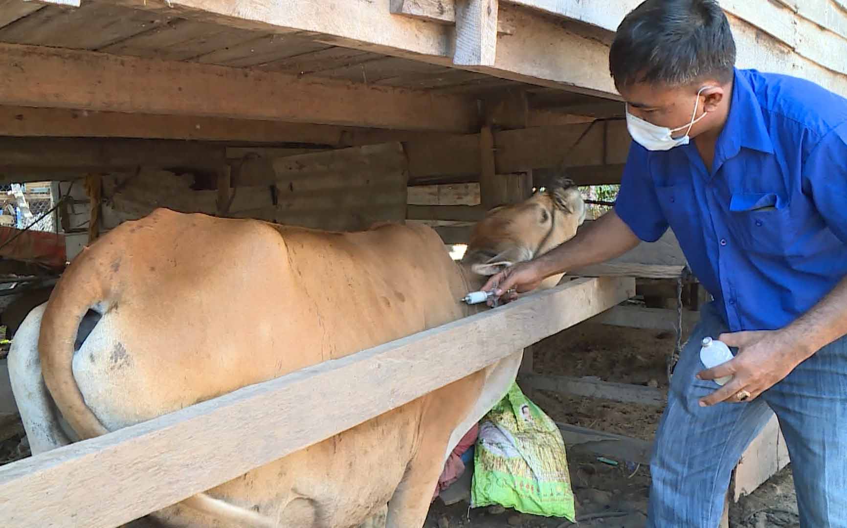 Tiêm vắc xin viêm da nổi cục cho bò tại thị xã Ayun Pa. Ảnh: Minh Nguyễn