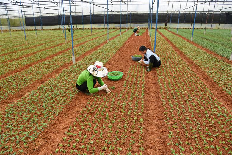 Nông dân Đà Lạt xuống giống hoa dịp Tết Nguyên đán năm nay