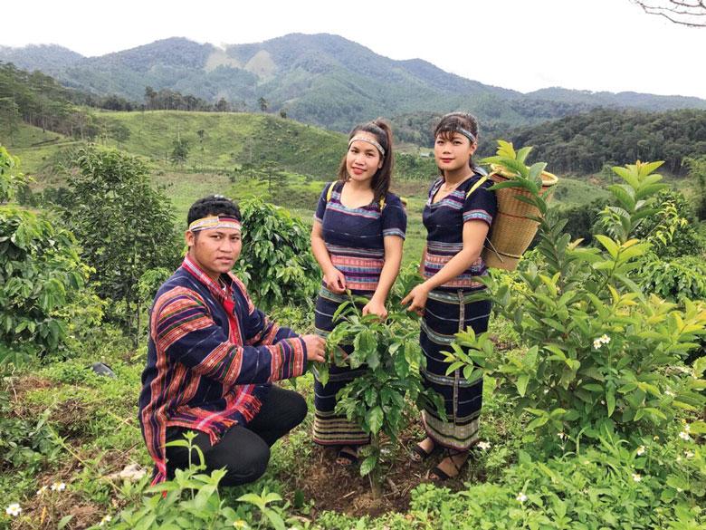 HTX Cà phê Arabica Chappi tham gia khá hiệu quả Dự án Cafe-REDD+ tại xã Đạ Chais, huyện Lạc Dương