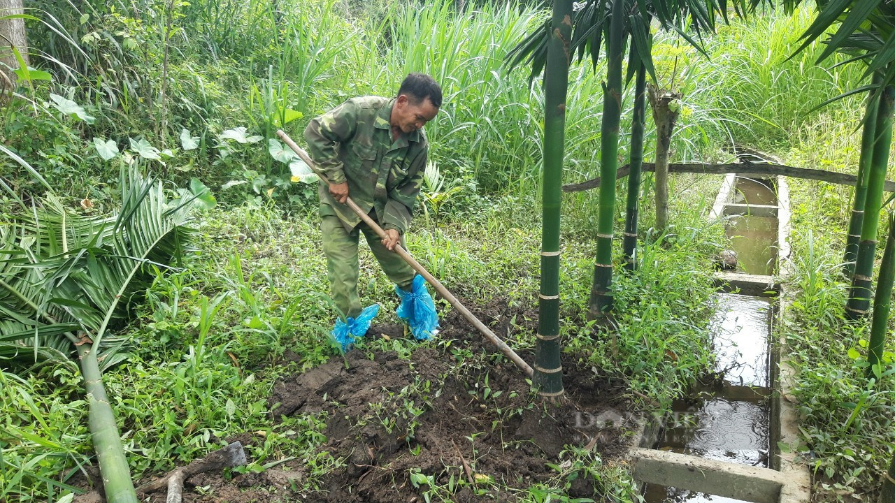 Người dân đổ xô đi trồng cau với mong muốn có thêm nguồn thu khi thấy giá cau tăng đột biến từ trước đến nay. Ảnh: N.G