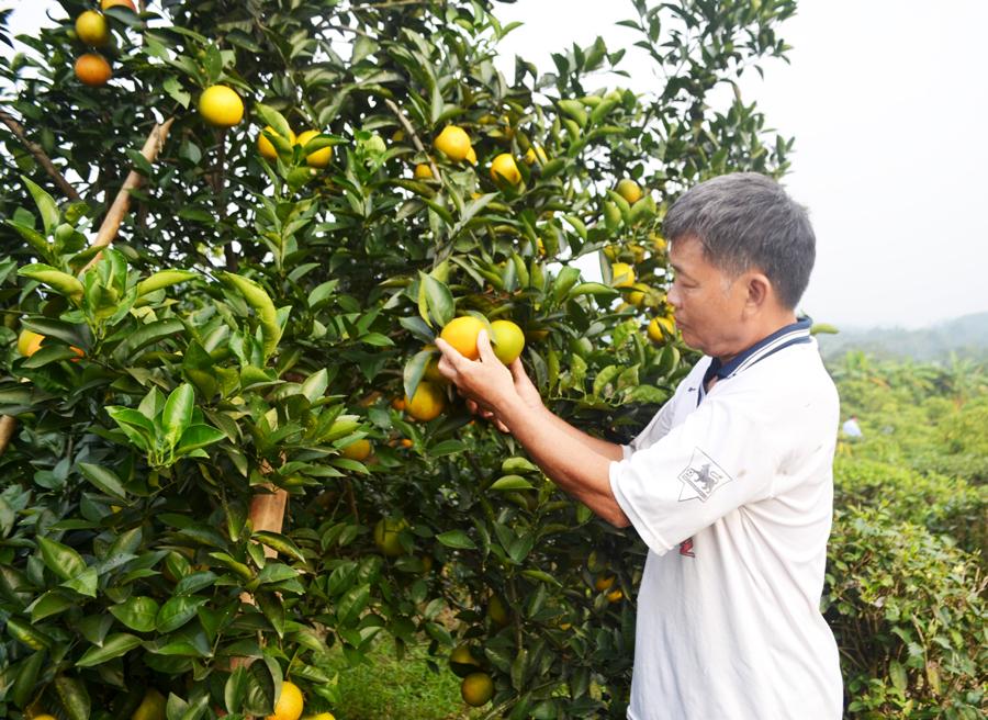 Người dân thị trấn Vĩnh Tuy (Bắc Quang) trồng, chăm sóc cam theo tiêu chuẩn VietGAP