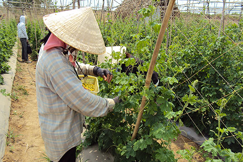 Vùng trồng rau tại Hàm Thuận Bắc (tỉnh Bình Thuận). (ảnh minh họa).