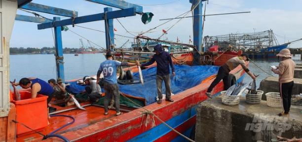 Tỉnh Quảng Trị đang xây dựng phương án kết nối với các cơ sở thu mua nhằm mang lại hiệu quả kinh tế cao nhất cho ngư dân. Ảnh: CĐ.