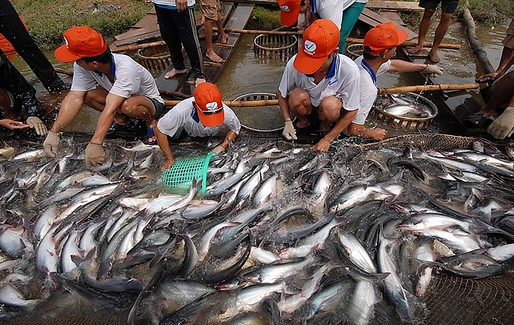 Thu hoạch cá tra ở đồng bằng sông Cửu Long