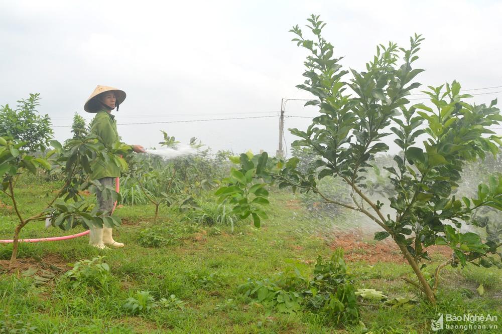 Nông dân Nghệ An tiết kiệm chi phí, giảm rủi ro từ biện pháp trồng xen canh