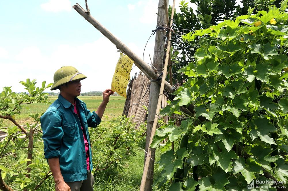 Nông dân Nghệ An tiết kiệm chi phí, giảm rủi ro từ biện pháp trồng xen canh