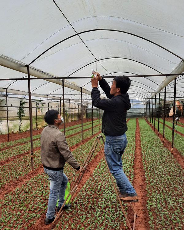 Hoa cúc áp dụng công nghệ chiếu sáng bằng đèn LED đã tăng thêm doanh thu 100 triệu đồng/ha/năm