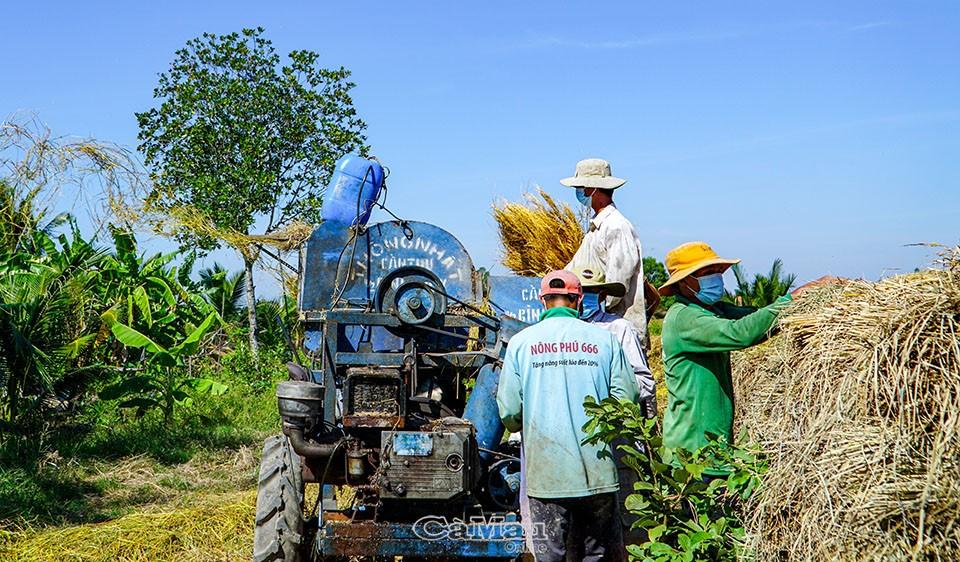 Lúa - tôm trúng mùa, thời điểm này, nông dân ở xã Trí Lực đang vào mùa thu hoạch rộ.