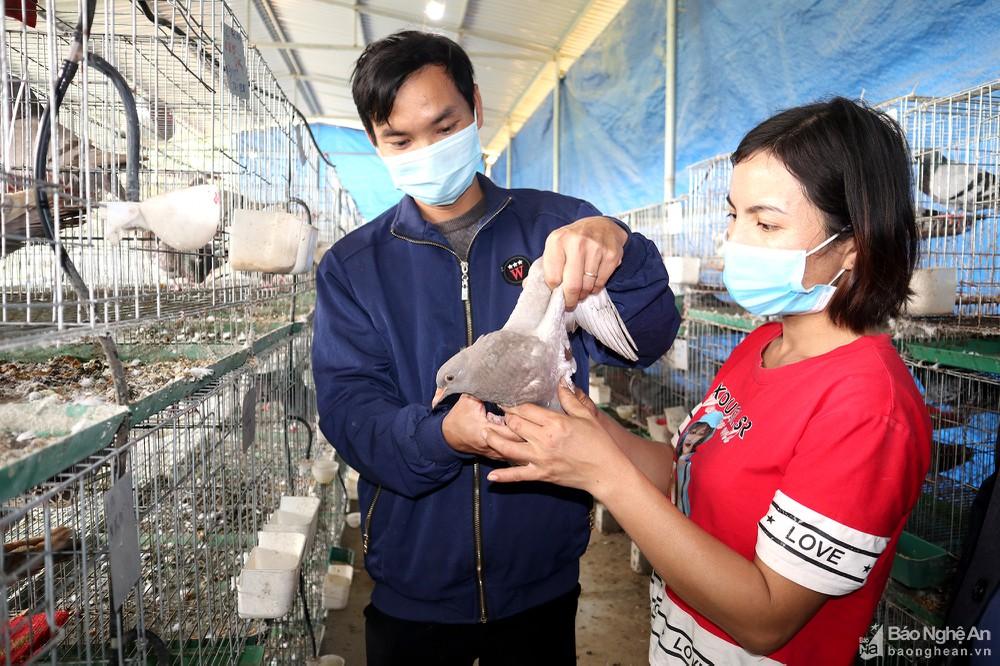 Hướng mở từ nuôi bồ câu Pháp của nông dân Anh Sơn